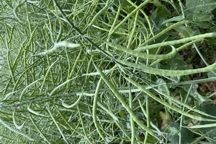 油菜施什么肥料最好