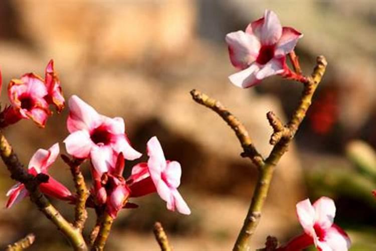 春季沙漠玫瑰长芽后如何追肥