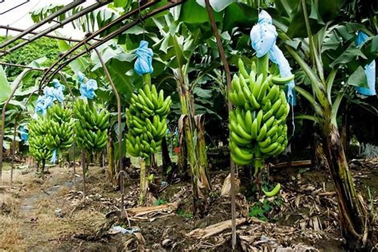 香蕉树最忌三种肥料