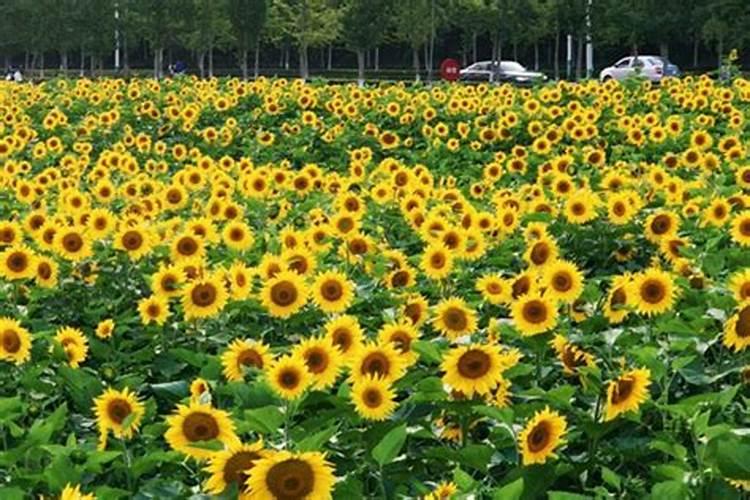 葵花苗开花期用什么肥料打什么叶面肥好用