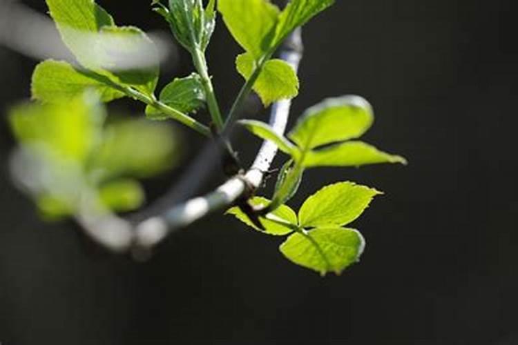 叶面肥什么时间打最合适