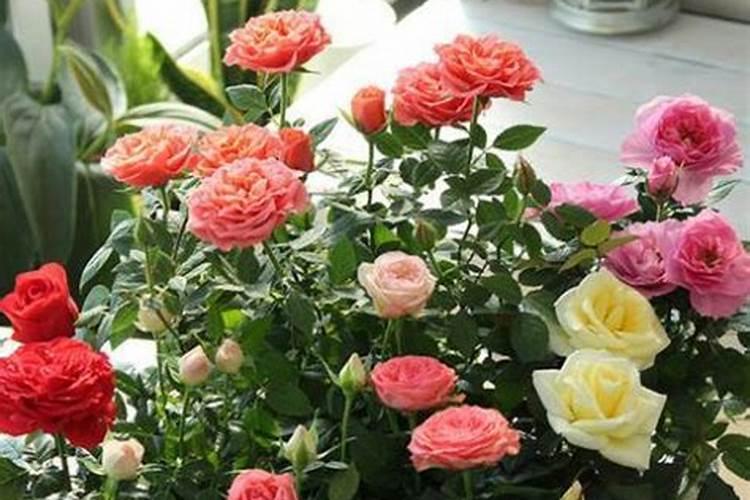 月季花施肥施什么肥料