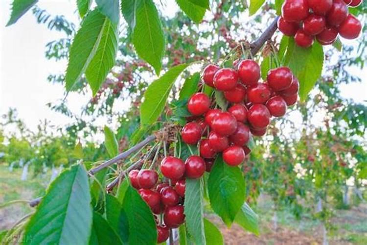 樱桃开花坐果期施微量元素肥怎么做更高产