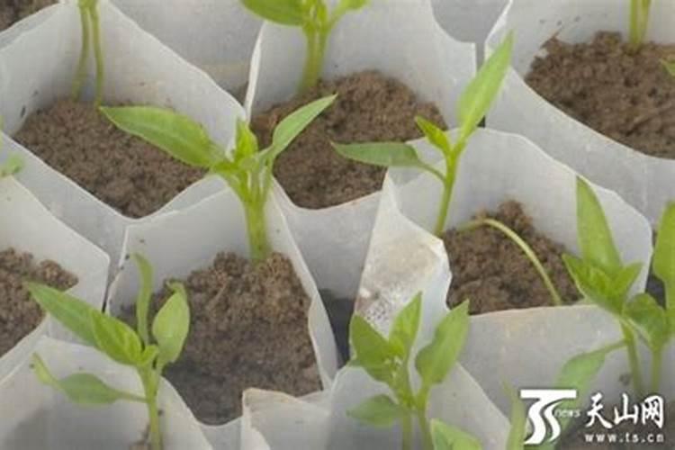 辣椒的种植方法如何种植辣椒