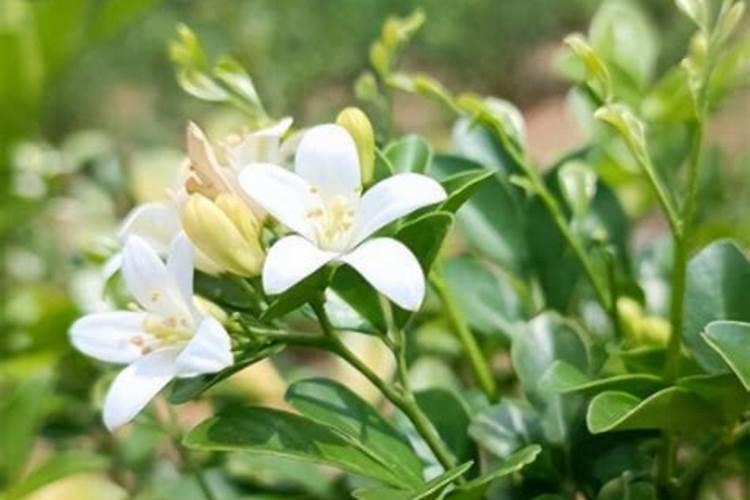 九里香用什么肥料