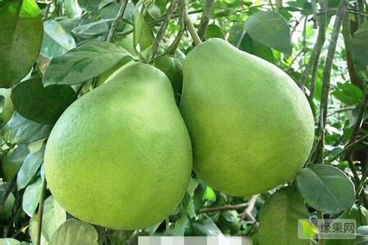 柚子叶面肥施肥方法？柚子保花保果专用叶面肥？