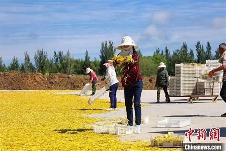 黄花菜正确施肥方法