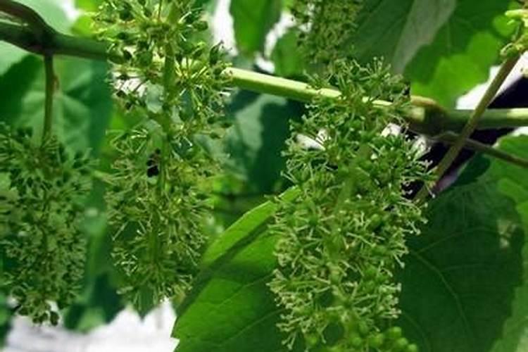 怎样对葡萄树的叶面施肥？