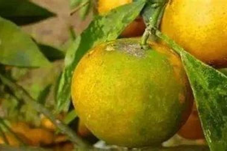 果树小叶病用什么药