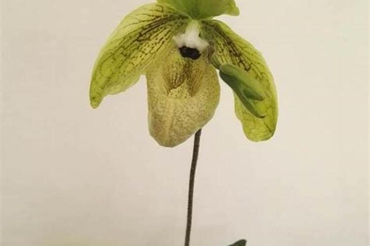 龙眼栽培上为什么不是保花保果,而是疏花疏果？