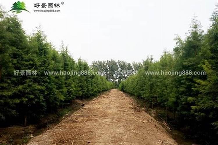 杉树一年要放几次肥？