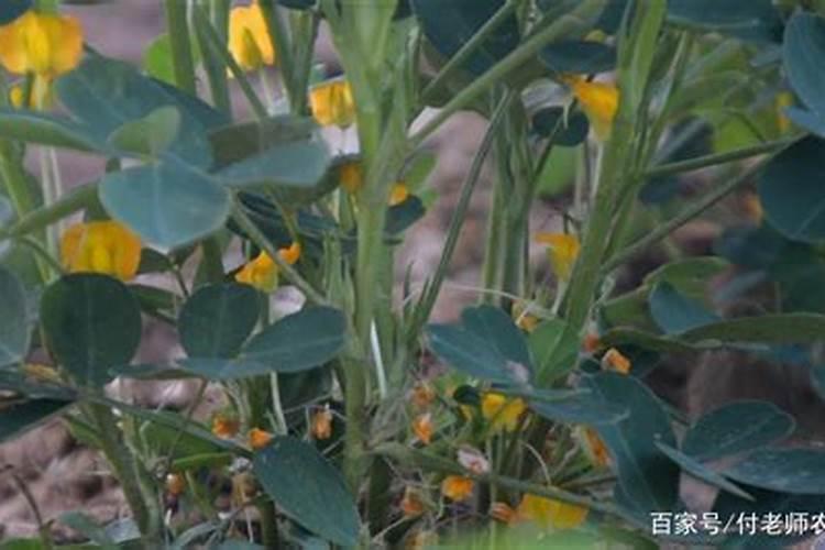 花生下针期是什么意思