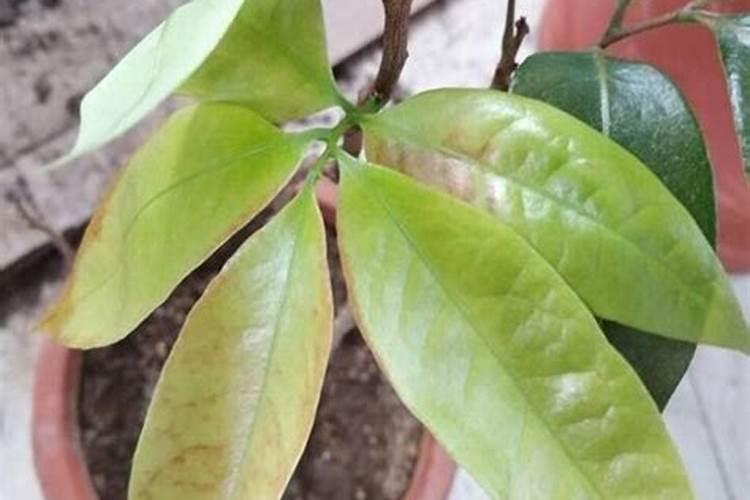 龙眼树叶子边缘有点干枯,是什么病害,有什么防治方法？(如图)