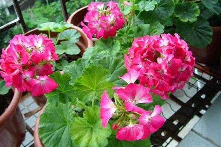 天竺葵怎么养才能爆盆