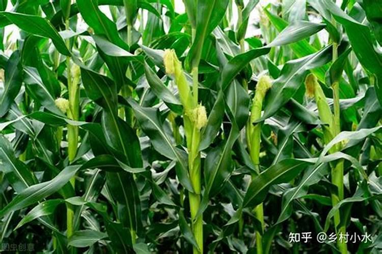 玉米幼苗能打芸苔素吗