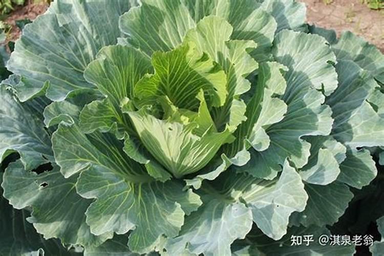 白菜要多施什么肥料
