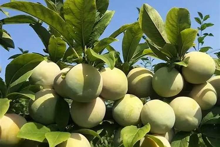 秋姬李子几月份成熟怎样种植？