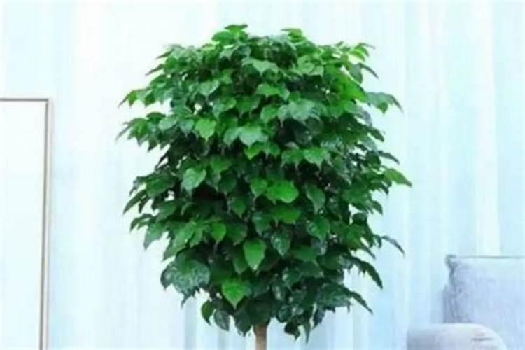 西梅种子孕育的树苗用什么树枝嫁接？