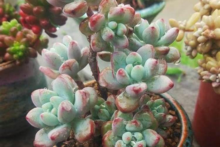 多肉植物生长缓慢怎么办(多肉怎么养的又肥又胖又长)