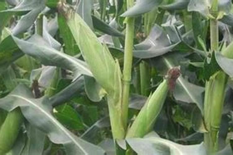 合理使用农药的要点