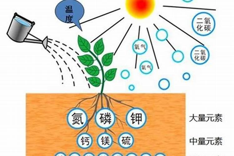 忌氯的蔬菜有哪些,哪些蔬菜作物不能用含氯肥料