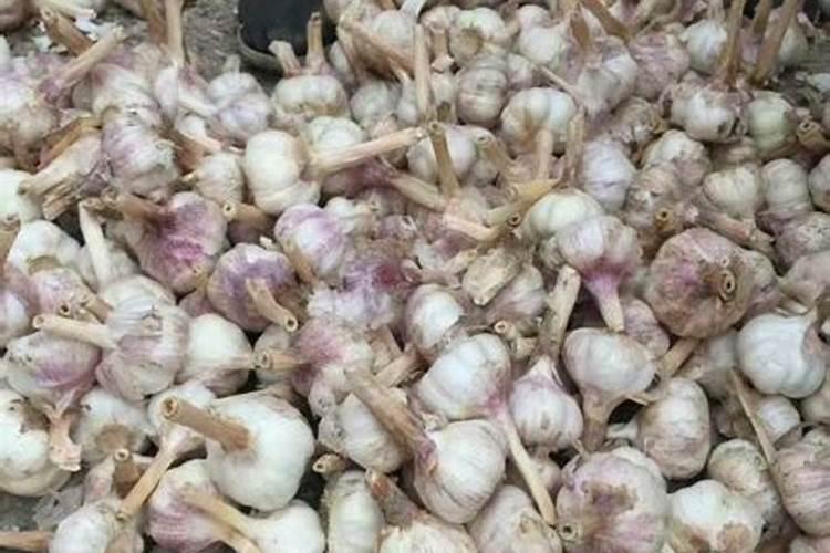 种植大蒜一亩地用多少斤底肥化肥叶面肥