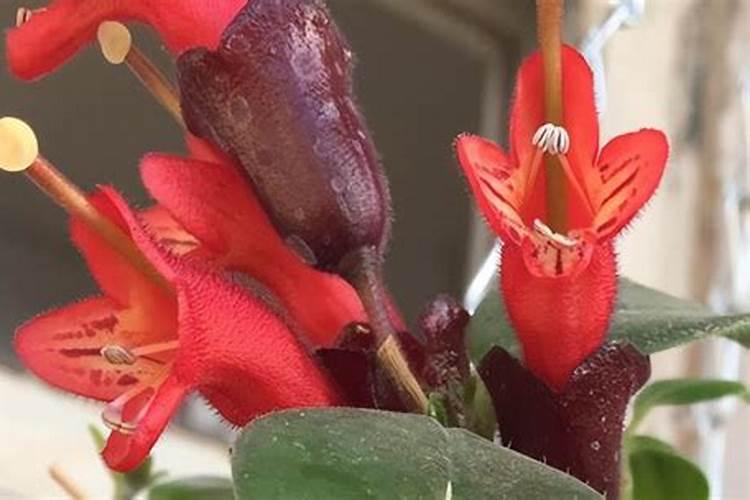 口红吊兰不开花是怎么回事