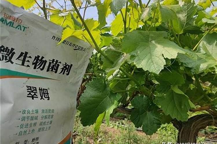 花椒树施什么肥较佳