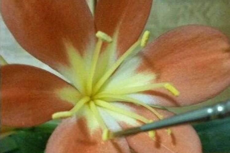 玉米授粉期打芸苔素和磷酸二氢钾加氨基酸水溶肥可以吗