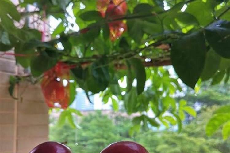 百香果多久施一次肥 施什么肥好