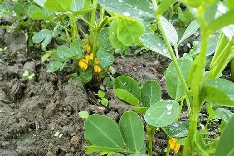 花生追施叶面肥好吗？叶面肥怎么用效果好？叶面肥多少钱一袋？