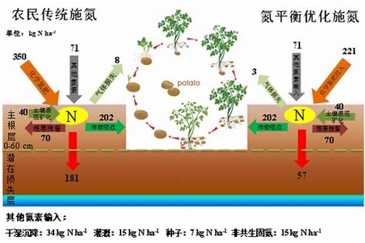 马铃薯第一次冲肥什么好？尿素还是复合肥