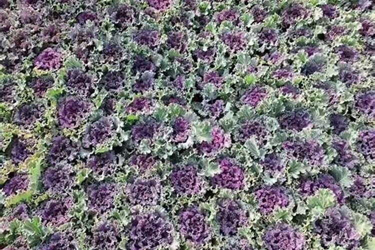 甘蓝最爱什么肥肯长