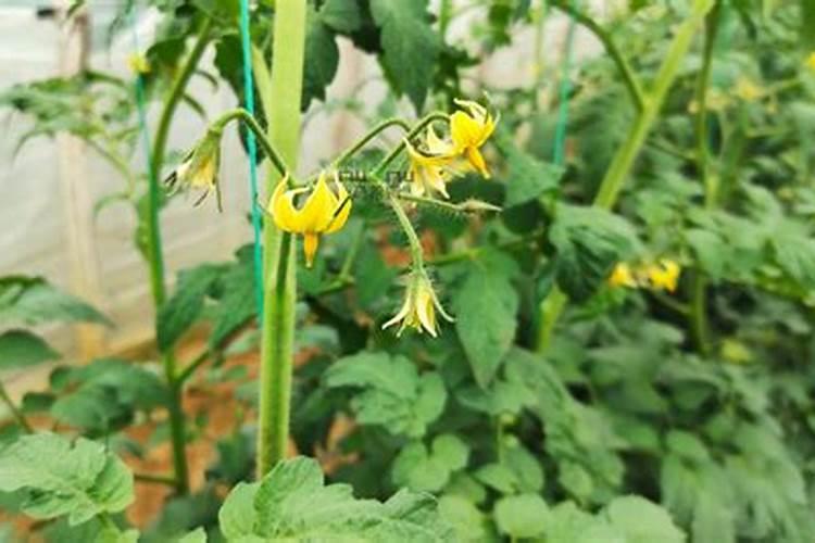 在西红柿根部施加鸡蛋皮粉,撒的方式和兑水埋哪种更优