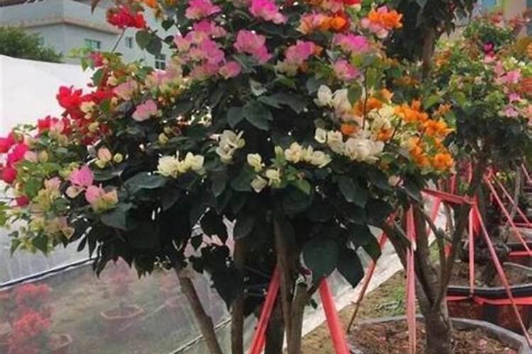 三角梅使用什么肥料爆长新根