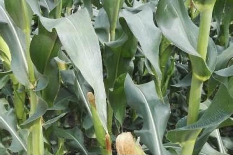 过期面粉可以埋地里做肥料吗 怎么变为肥料