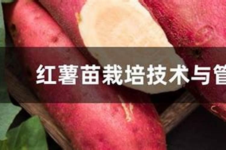 红薯高产栽培技术要点