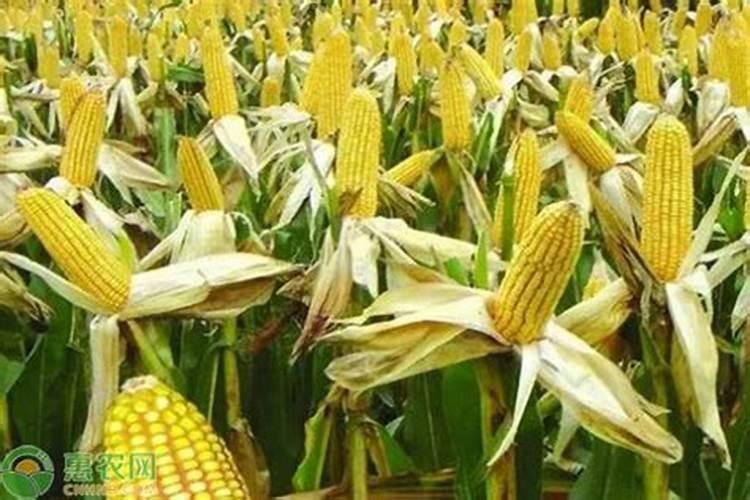 玉米什么时间追笫二次肥