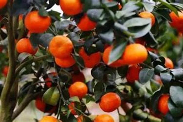 柑橘春稍叶喷什么叶面肥才能增厚变绿