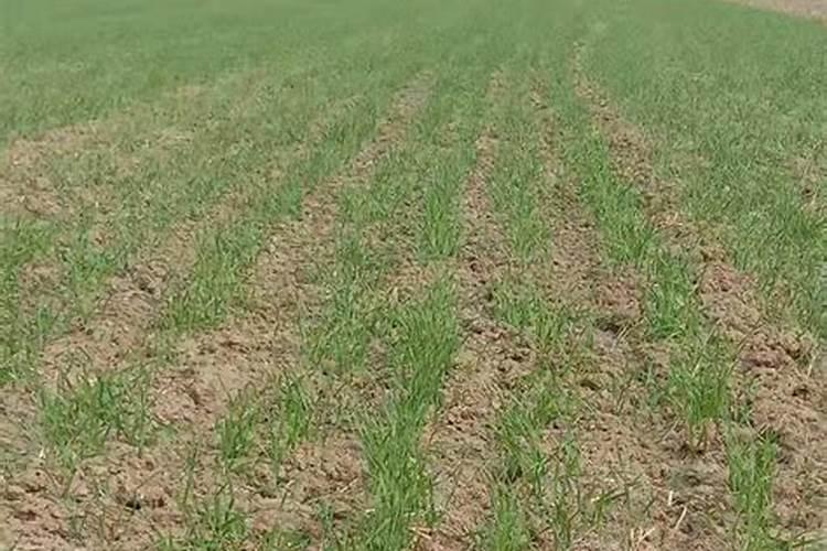 钾肥一亩地上多少