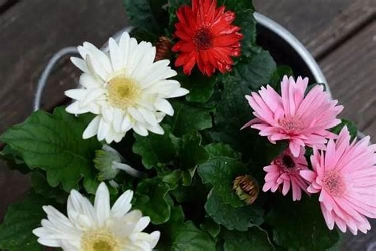 如何使非洲菊在圣诞开花