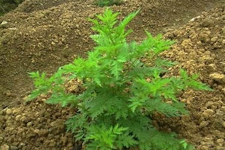 青蒿素是什么植物提取的？