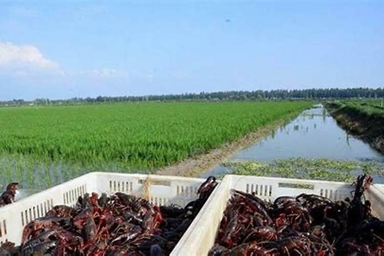 葡萄浇水时施氮肥过多过近出现下部叶子干枯怎样补救