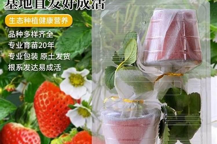冬季草莓如何施肥才能高产