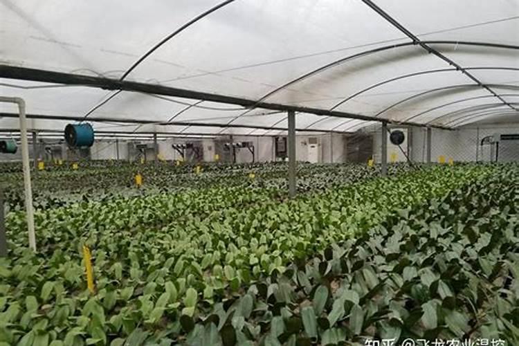 大棚浇水后遇见高温o根了怎么治