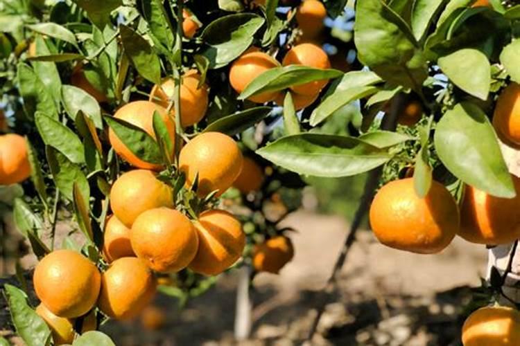 盆栽桔子树叶子发黄怎么办