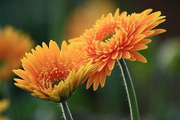 非洲菊怎样延长花期？