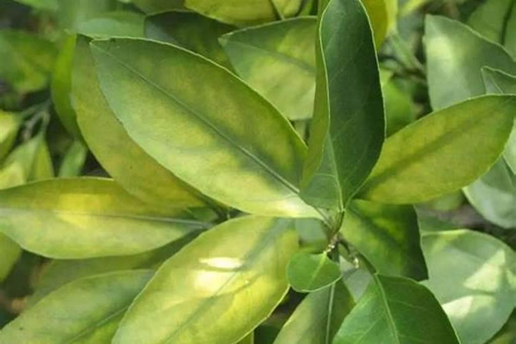 柑橘这样补硼, 花好叶好品质高