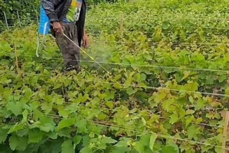 葡萄管理和施肥？