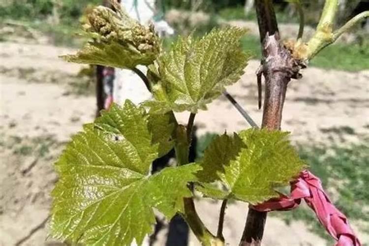 葡萄管理方法与施药